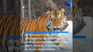 Фотоловушка запечатлела рык амурского тигра в Приморье