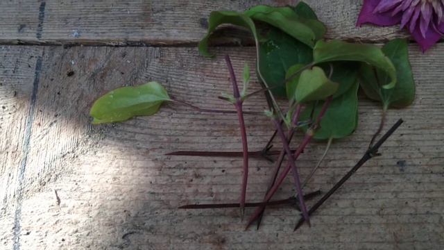 черенкование клематиса кайзер. смотреть онлайн