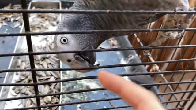 Злой Паррот смотреть онлайн