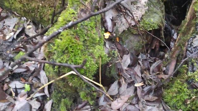 В ЭТОМ МЕСТЕ ПОЛНО ГРИБОВ / Как выглядит Зимний Опенок Flammulina velutipes смотреть онлайн