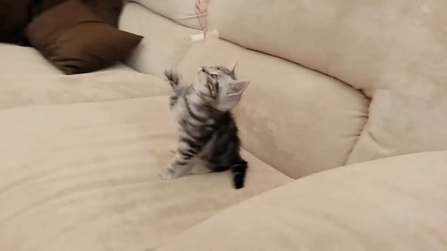 Котик британский мраморный #2 смотреть онлайн
