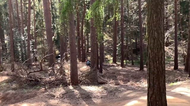 Cannondale trail SE 4 2021 First Ride (Chicksands Bike Park Big Jumps) смотреть онлайн