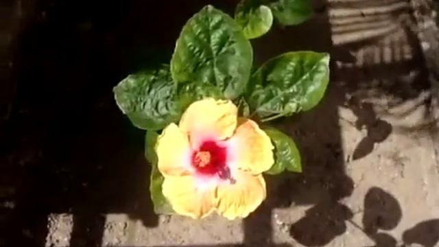 Flor de la Callena смотреть онлайн