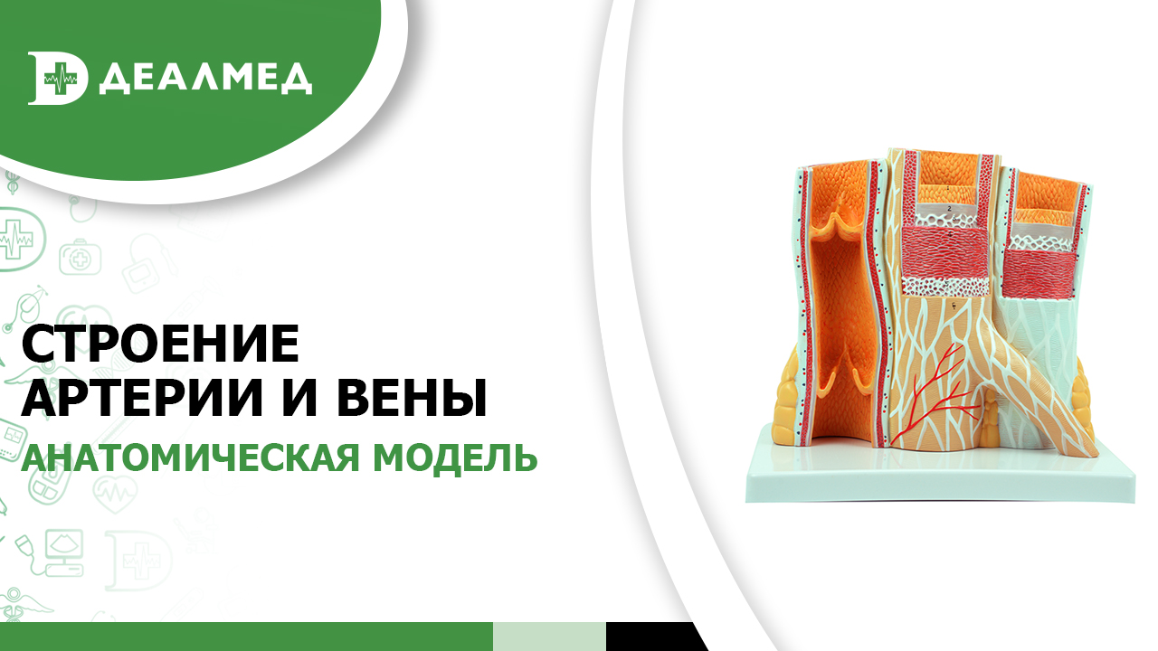 Анатомическая модель строение артерии и вены смотреть онлайн