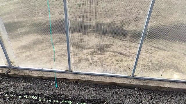 Огородный сезон начат__малина не удалась__редиска взошла