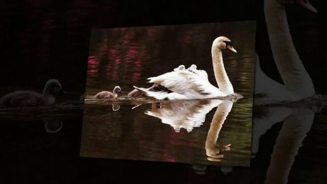 Евгений Мартынов  Лебединая верность