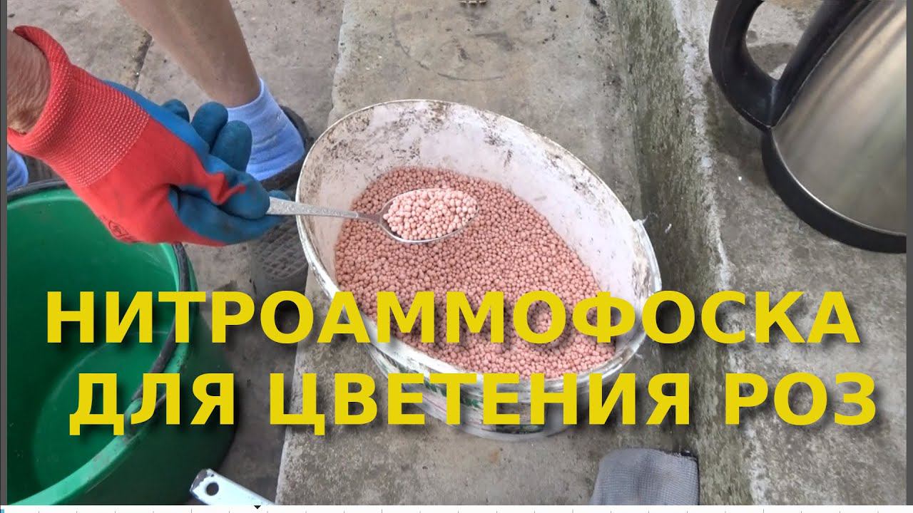 Профессиональное удобрение за 200 рублей на 300 кустов роз перед цветением. смотреть онлайн