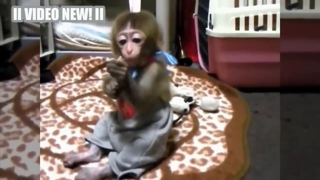 Маленькие Обезьянки - смешные и милые дети обезьян Видео [NEW HD] смотреть онлайн