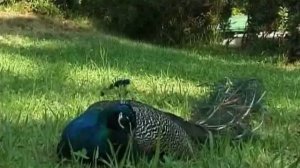 Сочи: Российские субтропики (Часть 3)