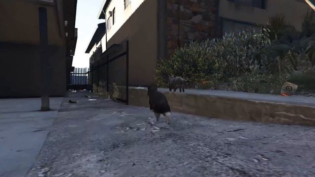 GTA 5 Пасхалка КАК СТАТЬ ЗВЕРЕМ КОТ ЛОФОФОРА №4