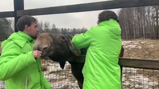 Лосиная биостанция. Выпуск лосихи Дины смотреть онлайн
