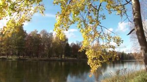 Осина на ветру