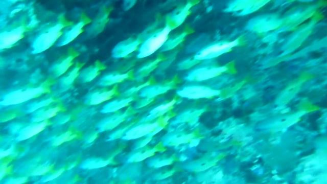 Umbrina ronchus смотреть онлайн