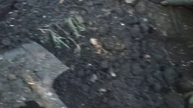 Копаем маточный корень ежевики небеса могут подождать!!! смотреть онлайн