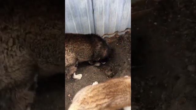 АКВИЛОН Хаски центр смотреть онлайн