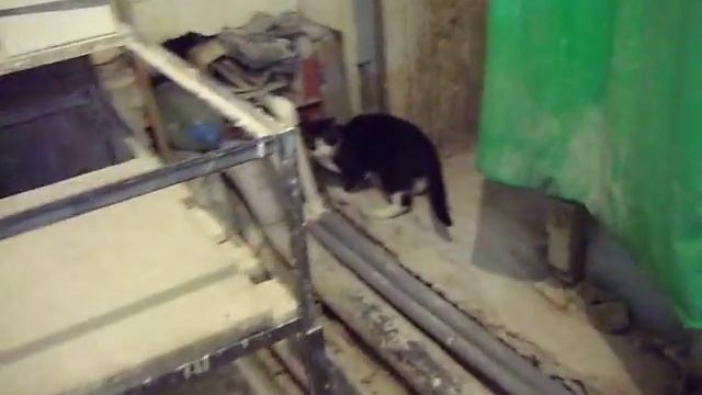 Чёрно-белые коты смотреть онлайн