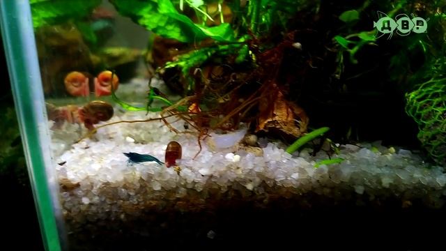 Мои новые рыбки и не только они! смотреть онлайн