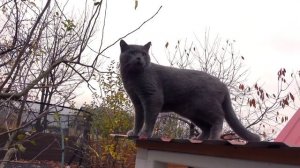 24 години в саду на ДАЧІ брудний ЧЕЛЛЕНДЖ My little Nastya
