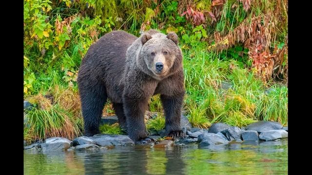 Звук медведя: как рычит медведь /Медведь, Рычание Медведя смотреть онлайн