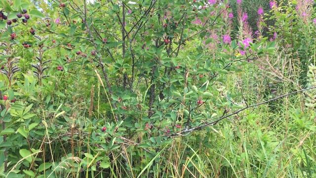 ? Ирга и поместье - Закос под притчу смотреть онлайн