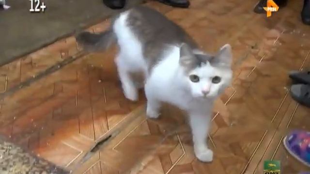 Семья Волковых смотреть онлайн