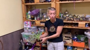 Пересадка хлорофитума. Хлорофитум пестролистный | На что обратить внимание при пересадке растения.