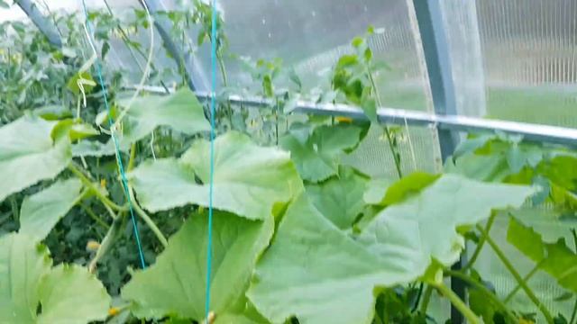На даче Средство от муравьёв кожура апельсинов мандаринов смотреть онлайн