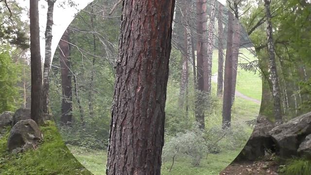 Центральный сибирский ботанический сад. Новосибирск. Академгородок. смотреть онлайн