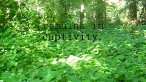 Greensleeves - Celtic Ladies