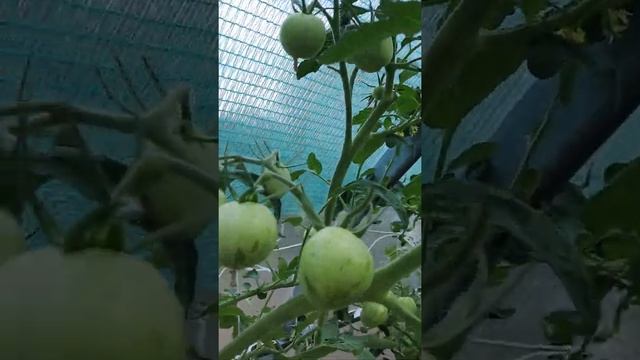 томат "Тигрёнок" 2021г. смотреть онлайн