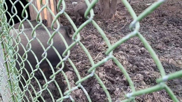 ДИКИЙ КАБАН/ БОРЯ ВЕРНУЛСЯ С КАЛЫМА/ ДОСТАВКА ДИКОГО КАБАНА НА МАНИПУЛЯТОРЕ/