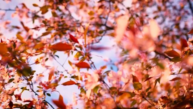 Relaxation Music for Calming and Peace of Mind with Beautiful Flowers смотреть онлайн