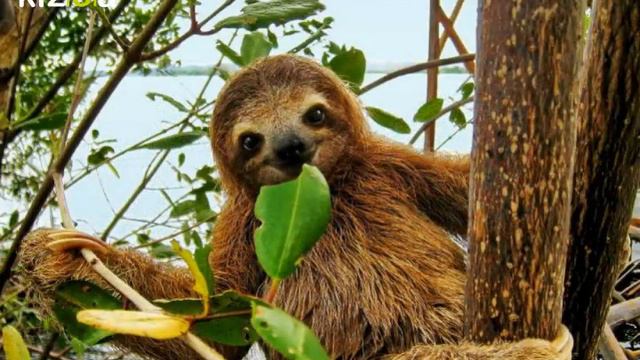 Guadalupe Urbina - Días de Amar смотреть онлайн