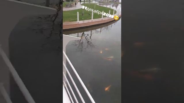 Новый год в отеле " Сочи Парк " смотреть онлайн