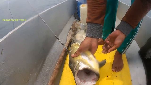 KILL SHOOT KING COBIA BUMPHEAD AND BLACK BASS смотреть онлайн