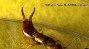 Опасна ли Уховертка? Кому Крутит Ухо Уховертка, или Щипавка? Зачем Уховерке Щипчики?