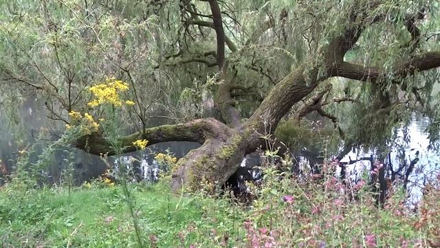 Свекровь сразу невзлюбила невестку. Она и отговорила сына официально расписываться с любимой. смотреть онлайн