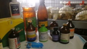 Минимальная  пропойка бройлеров.