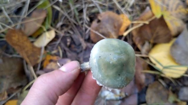 Seta azulada verdosa, viscosa y con anillo. Stropharia aeruginosa. Identificación. смотреть онлайн