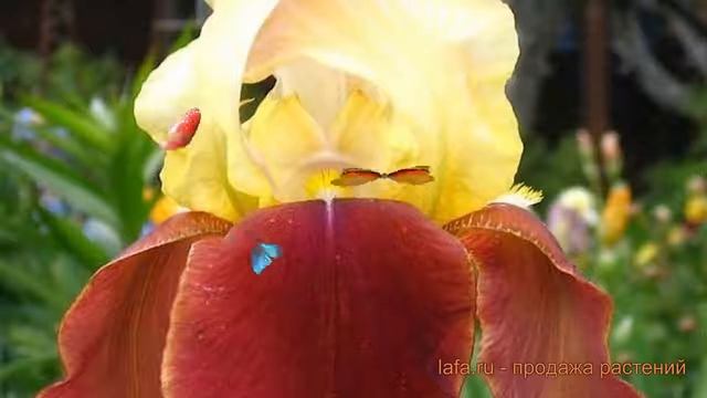 Ирис бородатый Бродвей Стар (iris) ? ирис Бродвей Стар обзор: как сажать саженцы ириса Бродвей Стар смотреть онлайн