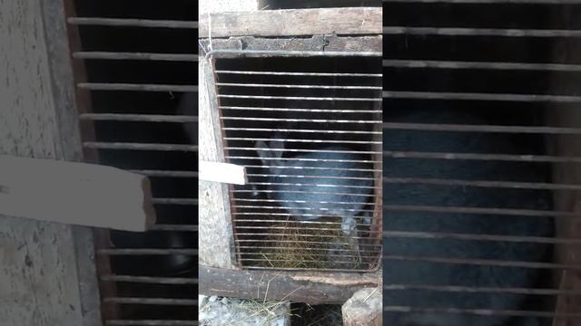 Почему кролик. Кусается смотреть онлайн