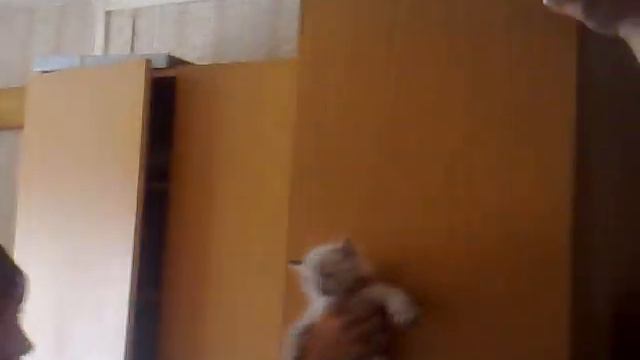 10000% Прикол с котенком смотреть онлайн