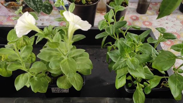 Сохранение Петунии. Стопроцентная приживаемость позднеосенних черенков Петунии. смотреть онлайн