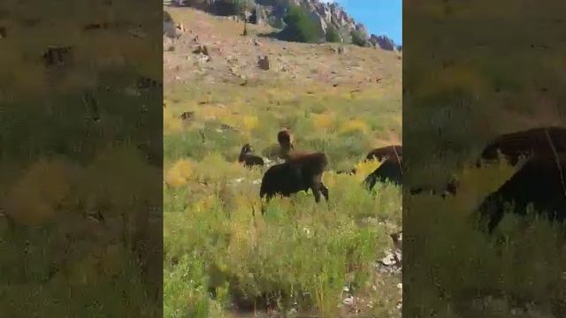 java dunyo seni toĝangmas смотреть онлайн