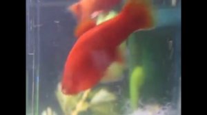 Пецилия РОЖАЕТ!!! РОДЫ пецилии  Роды живородящих рыбок