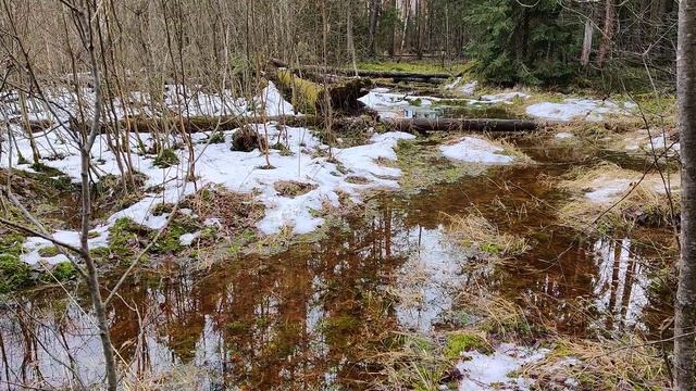 Весна в подмосковном лесу... смотреть онлайн