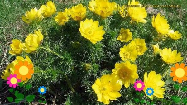 Адонис весенний. Краткий обзор, описание характеристик, где купить саженцы adonis vernalis