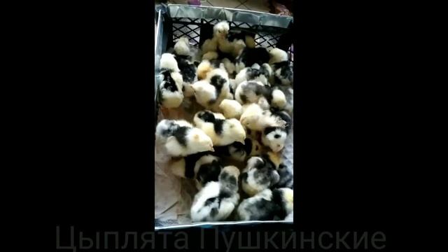 Цыплята "Пушкинские" смотреть онлайн
