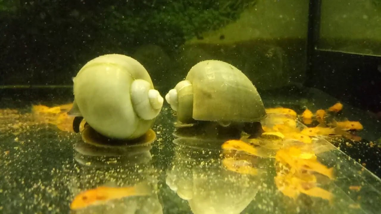 Улитки ампулярии. Размножение ампулярий, уход, содержание смотреть онлайн