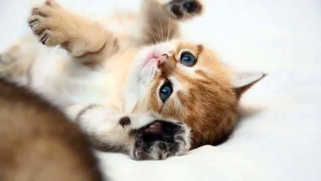 Это были мои грезы! Это - хит! На все времена!! смотреть онлайн